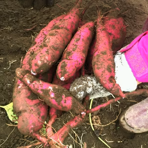 ツウな人はこの甘さが好き！農薬＆肥料不使用（無農薬・無肥料）で栽培したべにあずま