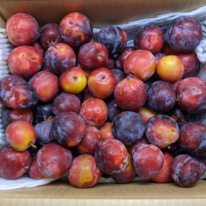 すもも加工原料