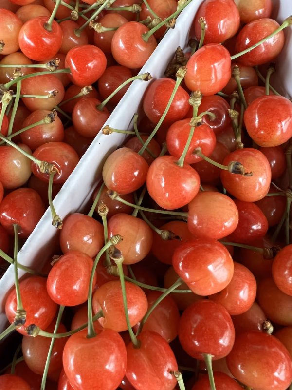 お訳あり❗️加工用❗️S玉露地の佐藤錦