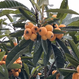 小さな房州産枇杷