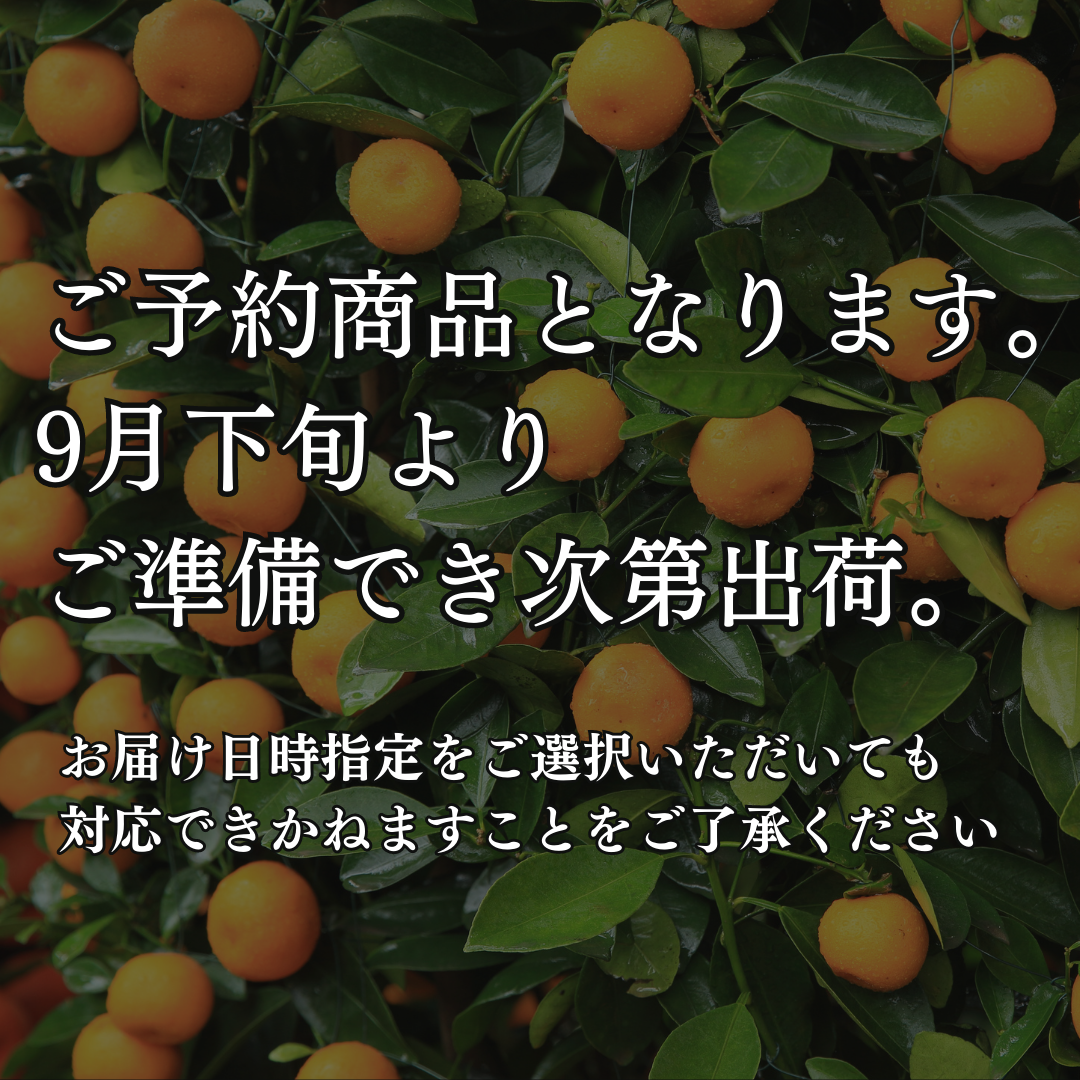 北海道へお届け 西浦みかん （12、1、2、3月限定）冷蔵便｜果物