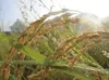 mayaさま専用ページ『自然栽培米ササシグレ白米』掛田米と生麹