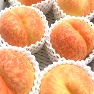 数量限定♣朝採り当日発送♣長期樹上熟成完熟栽培♣〚CX（シーエックス）〛