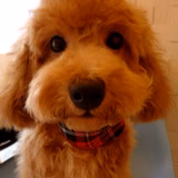 ブラックピーちゃん