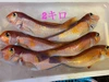 秋田県産　高級魚　天然甘鯛BOX‼️