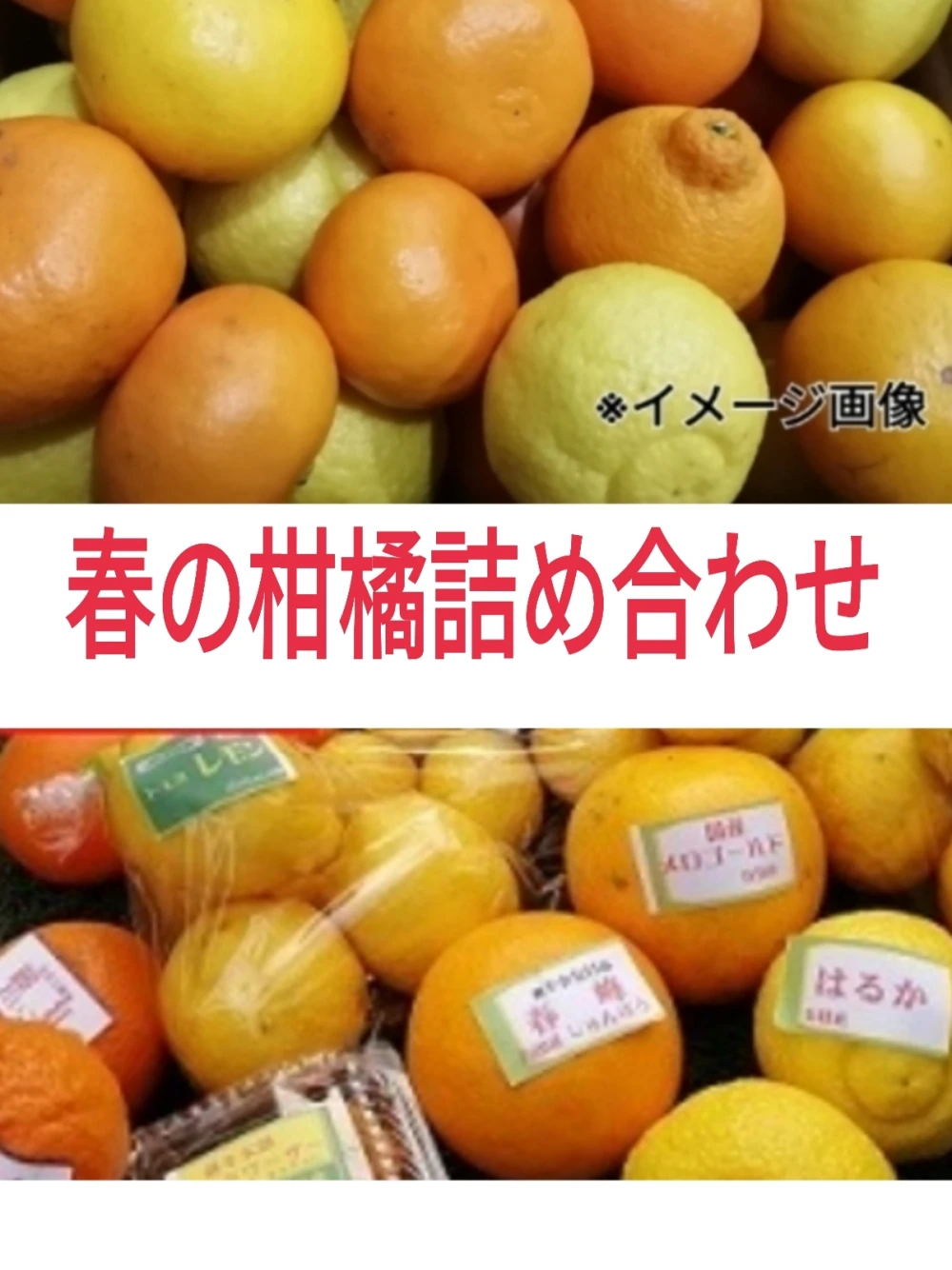 特典付❢A ランク家庭用❣️❢春爛漫よくばりセット