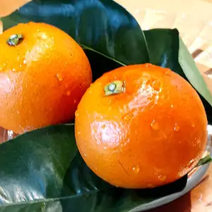ブラッドオレンジ(タロッコ)〜無農薬自然肥料除草剤不使用