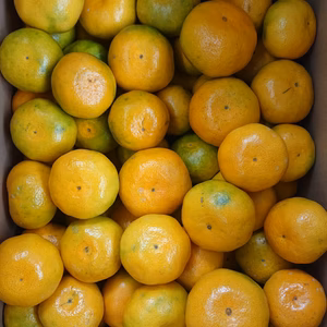 ☆お買得☆色付いてきたぞ!!“日南1号”M～2Lサイズ#農カード付き♪