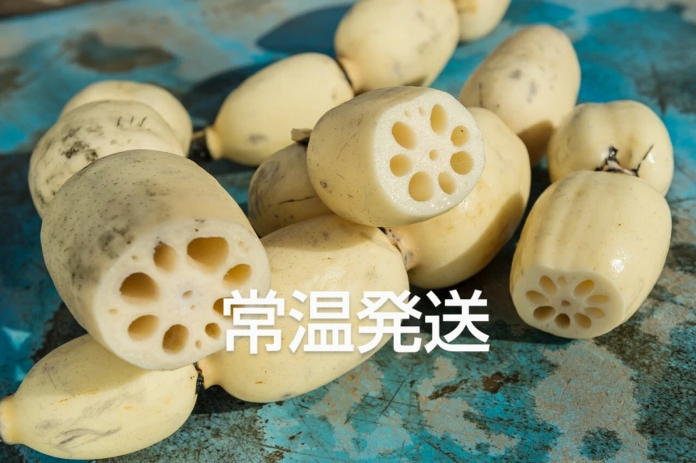 秋『れんこん』取扱中！生産者的には今が一番