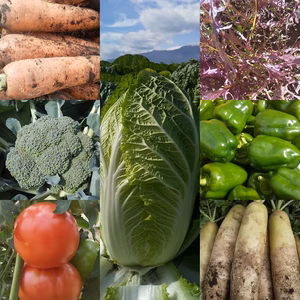 朝採り！無農薬無化学肥料　信州伊那谷★旬の野菜セット10/24発送【ｸｰﾙ便】　