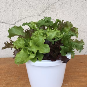 つまんで眺めて♡レタスのベビーリーフポット（大）