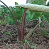生の赤ズイキ　3.5キロ