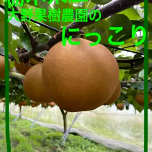 ☺︎にっこり☺︎　5kg8個入り　栃木県産大野果樹農園の梨