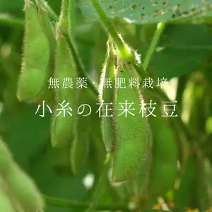 小糸の在来枝豆（枝付き）【無農薬・無肥料】