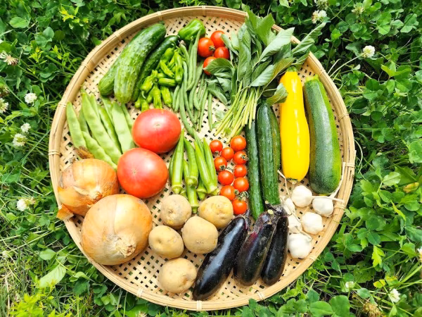 【少量サイズ♪】信州夏野菜セット10品目 お試しにも！