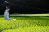 杉山貢大農園のさえみどり上級緑茶「貢大」10g☆内祝・引出物・プチギフトに！