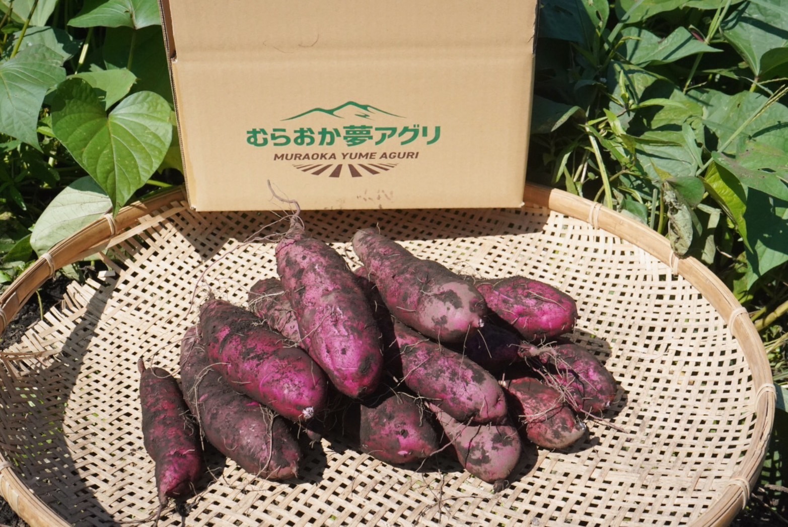 パープルスイート紫芋苗300本セール 楽天市場】さつまいも 「パープルスイートロード(紫芋)」マザー