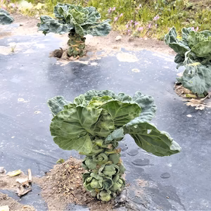 農薬不使用（無農薬）　芽キャベツ