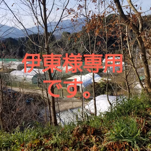 伊東様専用です。