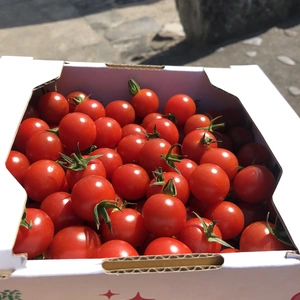 野菜のミニトマトの商品一覧(8ページ目)｜ポケットマルシェ｜産直(産地