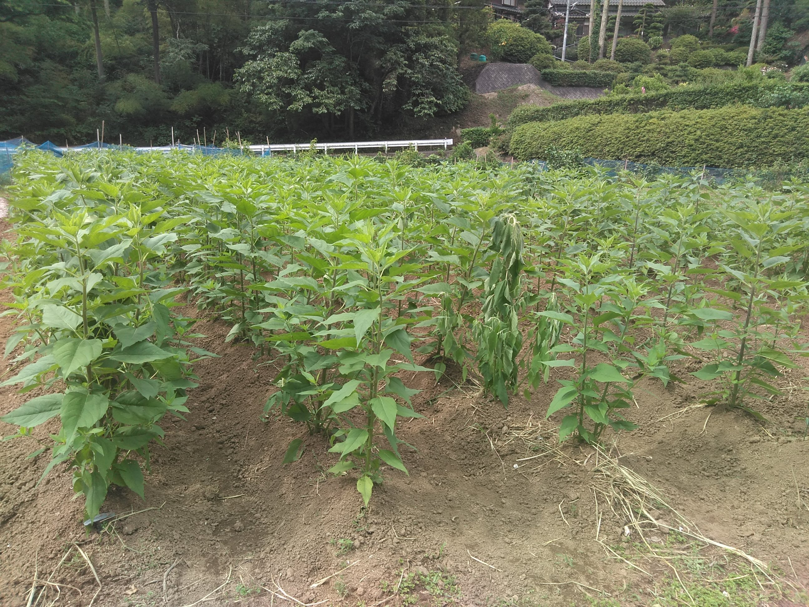 紫菊芋2.5kg(農薬化学肥料不使用)｜野菜の商品詳細｜ポケットマルシェ｜産直(産地直送)通販 - 旬の果物・野菜・魚介をお取り寄せ