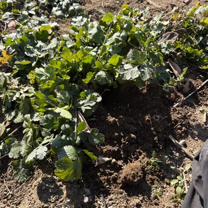 路地　パクチー根無し　農薬は使ってません