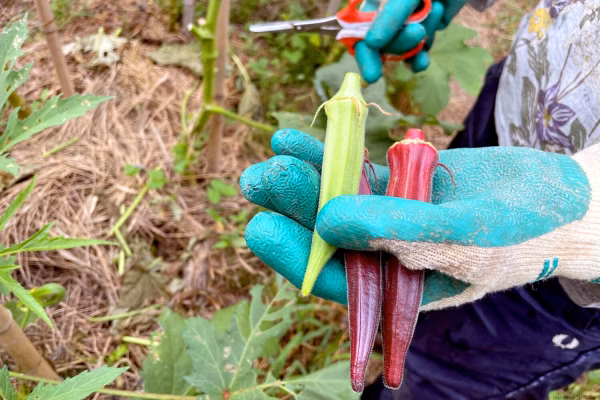 緑や赤、星型など目にも楽しい「オクラmix」【栽培期間中農薬・化学肥料不使用】