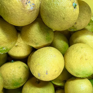 おうちで楽しむキズ有りカボス2kg