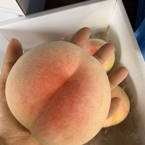 岡山産直　品種お任せ家庭用白桃✨迫力大玉❣️