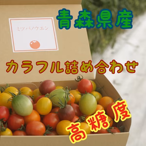 【プチっと極甘】カクテルミニトマト　２ｋｇ 詰め合わせセット　プチトマト