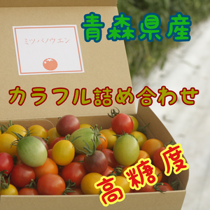 【プチっと極甘】カクテルミニトマト　２ｋｇ 詰め合わせセット　プチトマト