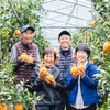 【12月発送】甘みと酸味のバランス抜群！木成り完熟みかん
