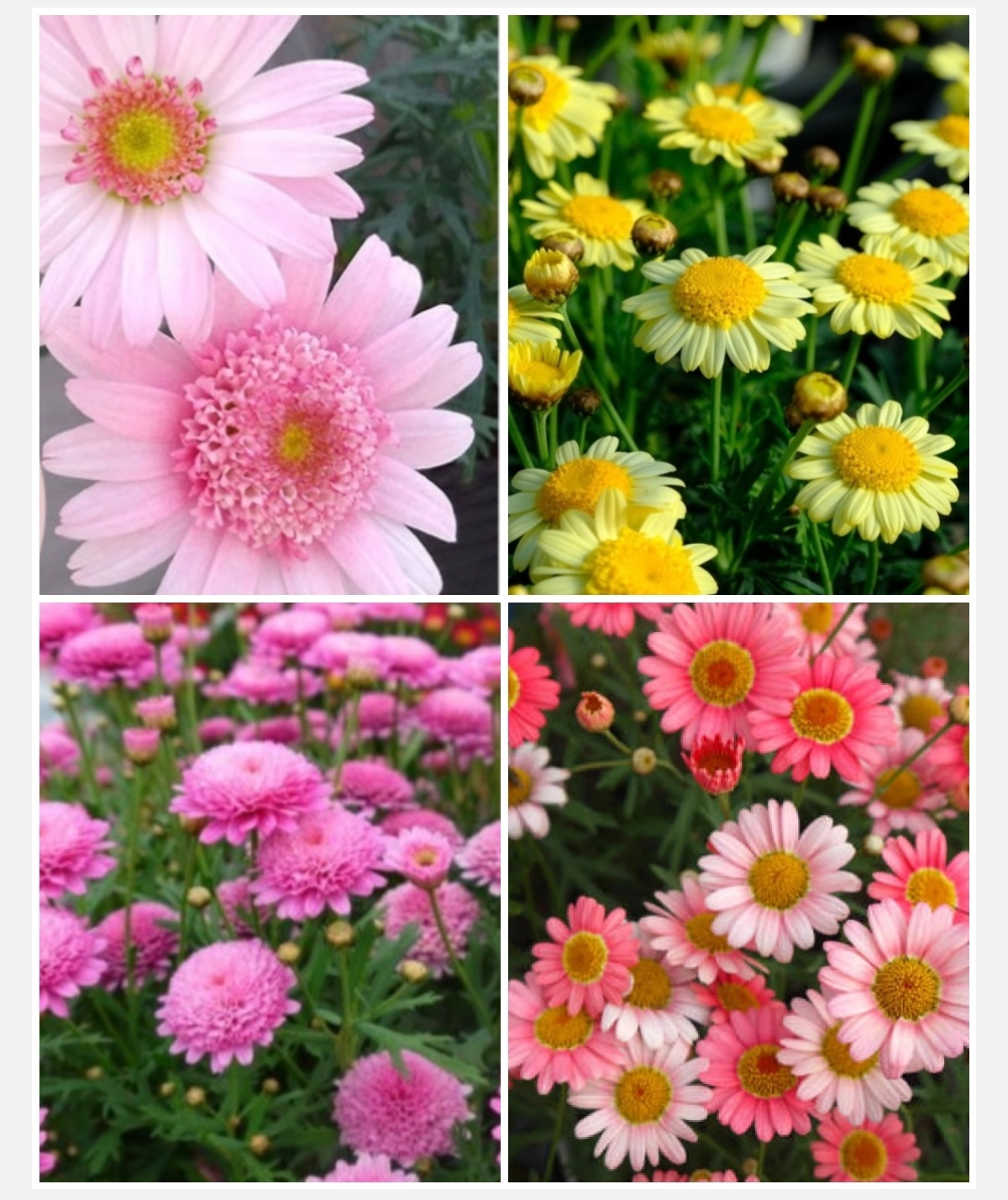 四季咲マーガレット4種 大鉢仕立て モリンバ 八重ピンク ５鉢セット 農家漁師から産地直送の通販 ポケットマルシェ