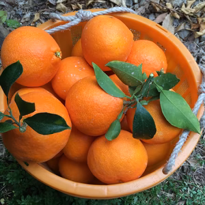 【ギフト用】まどんな 化粧箱 12個又は16個入　no5