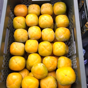 【送料無料】和歌山県産　たね無し柿（刀根早生）5kg