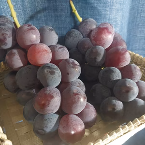 お買い得☆【訳あり】ぶどう　黒系２品種　