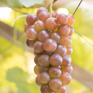 【冬ぶどう】コールマン　1キロ（２房〜３房）