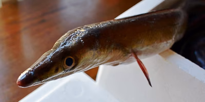 家庭でハモを捌いて5つの料理で堪能したよ。鳥取漁師のハモは伊達じゃなかった…！