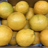 【そのまま食べられる】レモンレモネード　和歌山