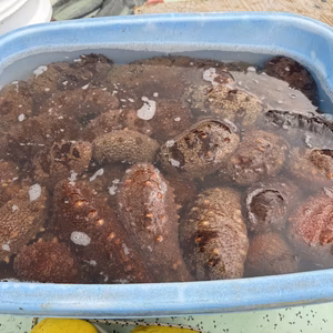 赤ナマコ、タコ、ヒラメ、などのセット。