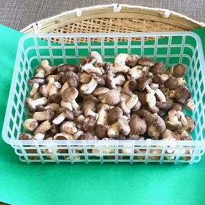 菌床しいたけの芽　１ｋｇ