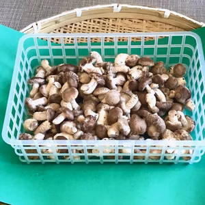 【くみちゃん様専用】菌床しいたけの芽　3ｋｇ