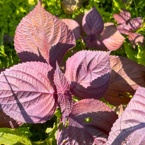 【6月末頃から発送】自然栽培 赤紫蘇（赤しそ）茎付き 500g〜