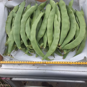 甘くてやわらか～い❣「すじなしインゲン500ｇ」2点限り❕　
