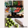 【信州産】高原野菜詰め合わせと早採りキウイフルーツ