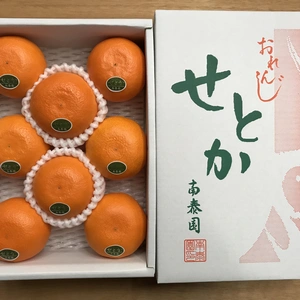 【ハーフ化粧箱】『柑橘の大トロ』ハウスせとか厳選8玉入（約1kg）