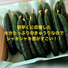 【朝採れ新鮮】花付きキュウリ