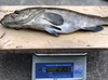 延縄漁で釣ったクエ (2.3kg)【松島産】