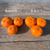 【農薬不使用】ラストのご案内‼️柑橘食べ比べ！南柑20号&家庭用　青島みかん
