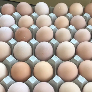 新鮮名古屋コーチンの卵45個